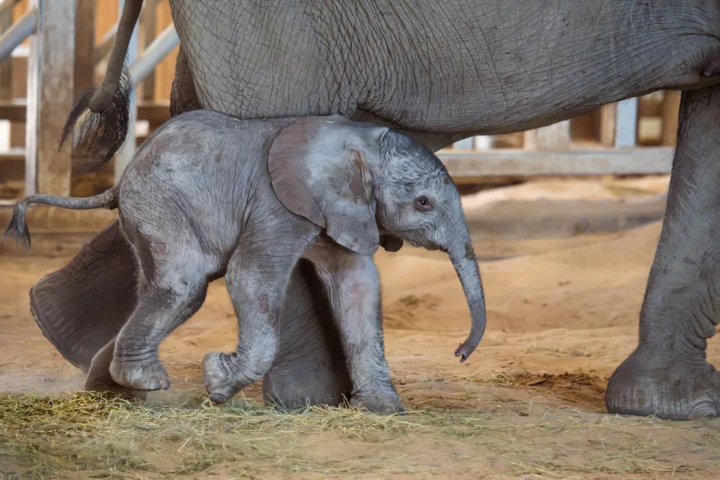 african-elephant_kijani_4-15-25_sedgwick-county-zoo-1