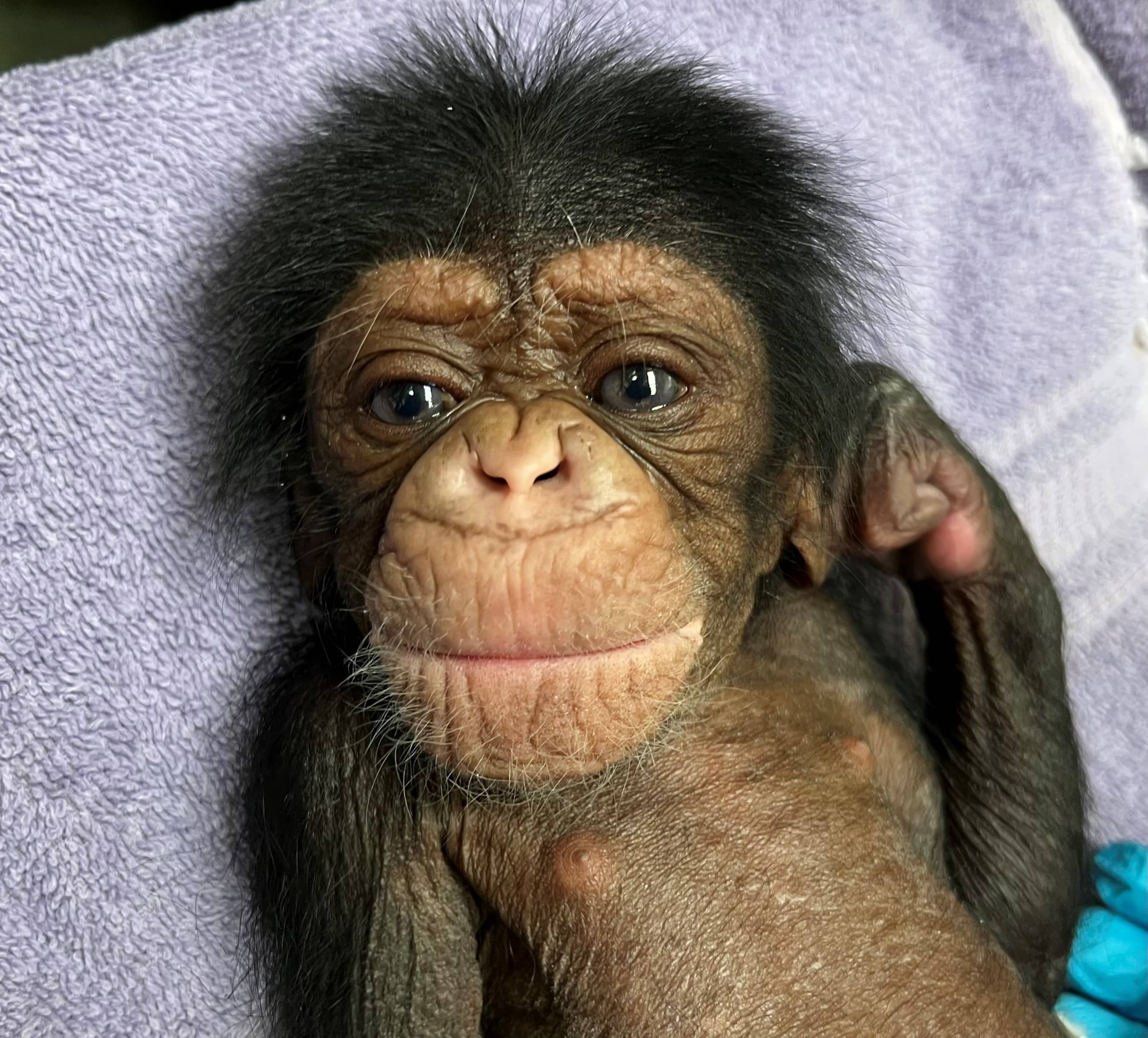 chimpanzee-baby-jpg-3