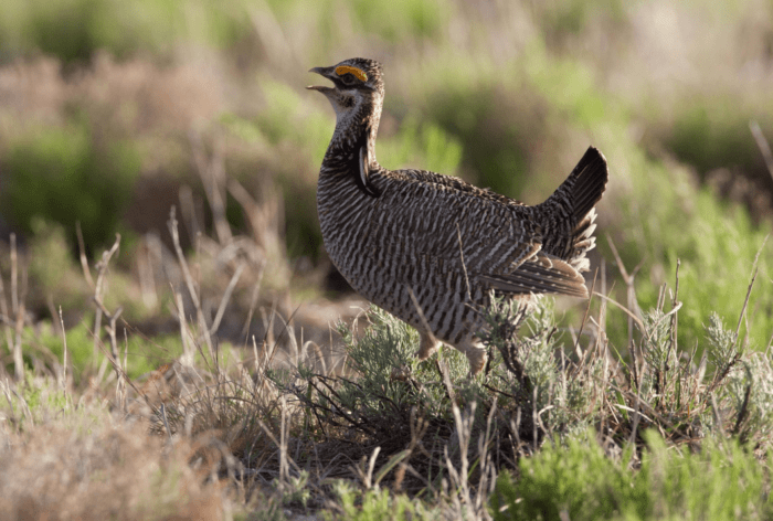 lesser-prairie-chicken-png-5