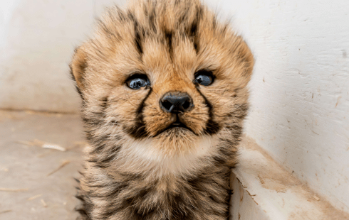 tanganyika_cheetah-png