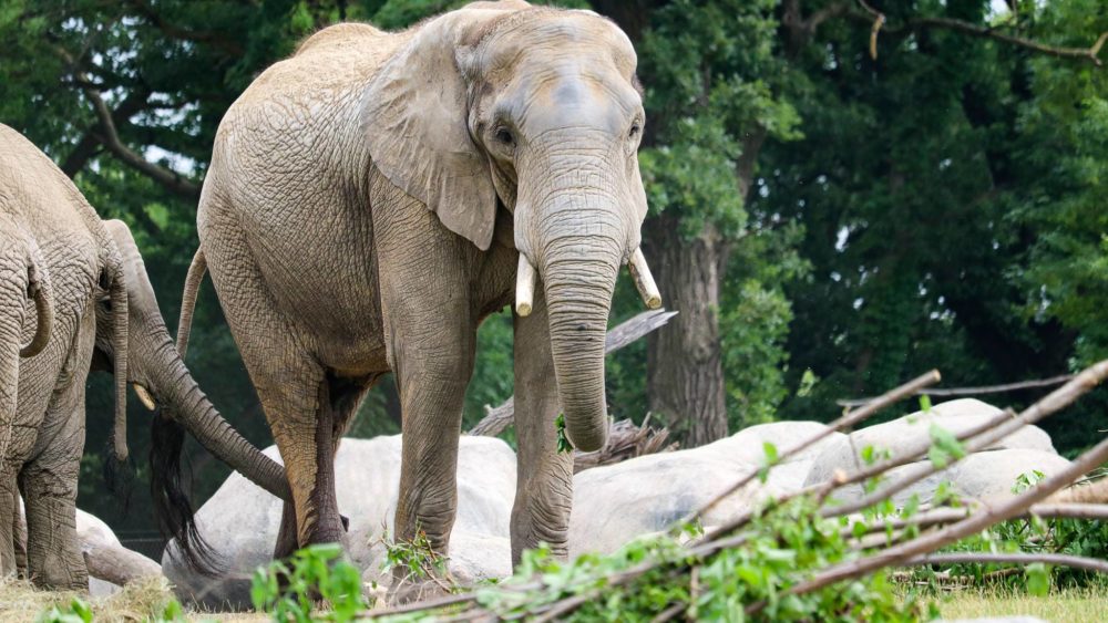 callee-in-african-grasslands-at-omahas-zoo-and-aquarium-jpg-2