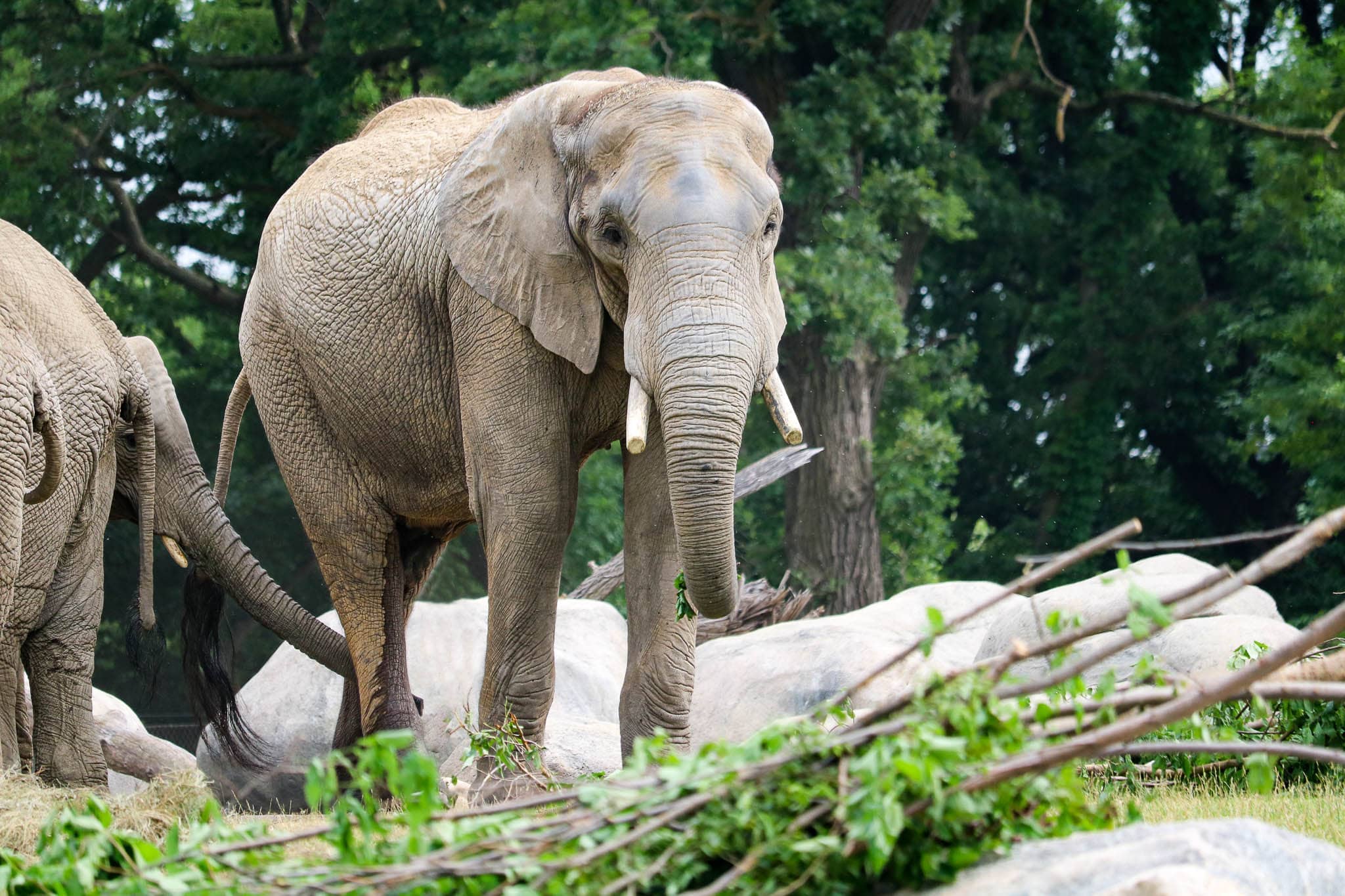 callee-in-african-grasslands-at-omahas-zoo-and-aquarium-jpg-2