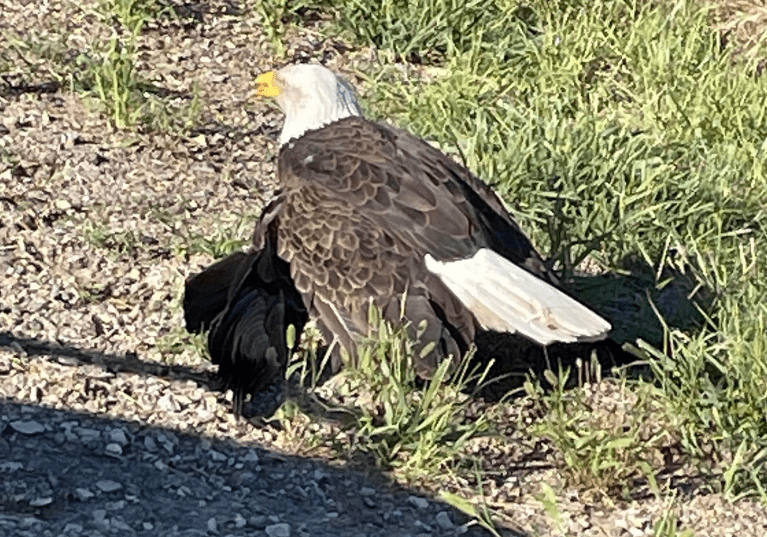 bald-eagle-rescue-png