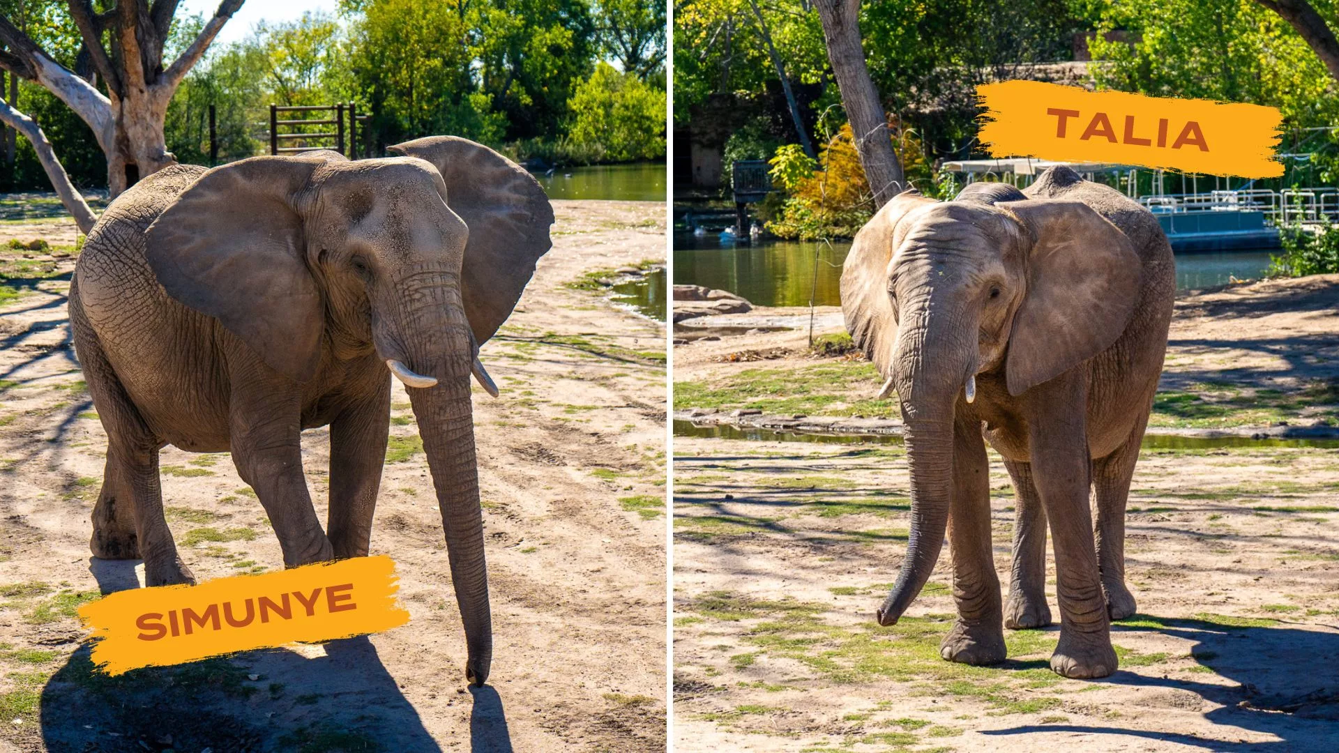 Sedgwick County Zoo announces two elephant pregnancies | T95 The Rock