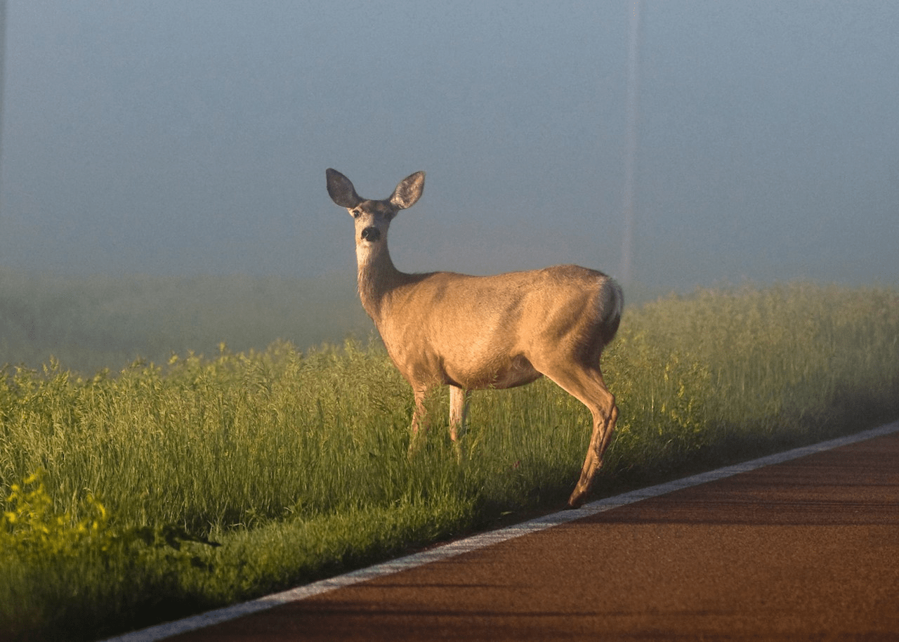 deer-in-the-road-png