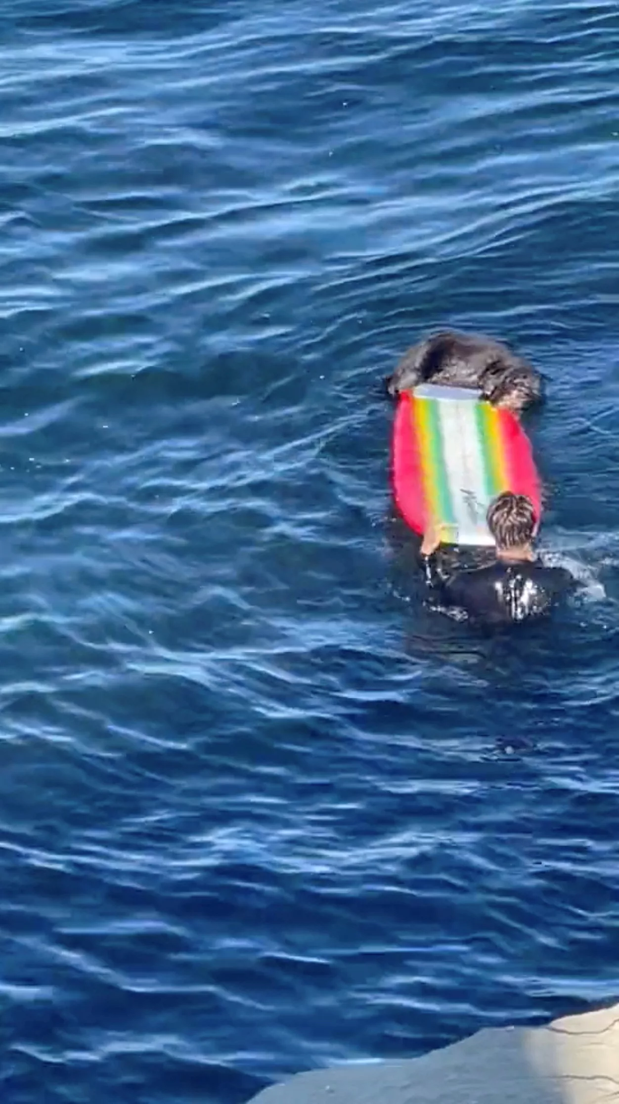 2023-07-14t011345z_1619254593_rc2p22ancgny_rtrmadp_3_california-otter-jpg