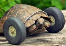 pet-tortoise-whose-had-its-legs-eaten-by-rats-has-had-wheels-fitted-which-makes-her-move-twice-as-fast-in-pembroke-west-wales-uk