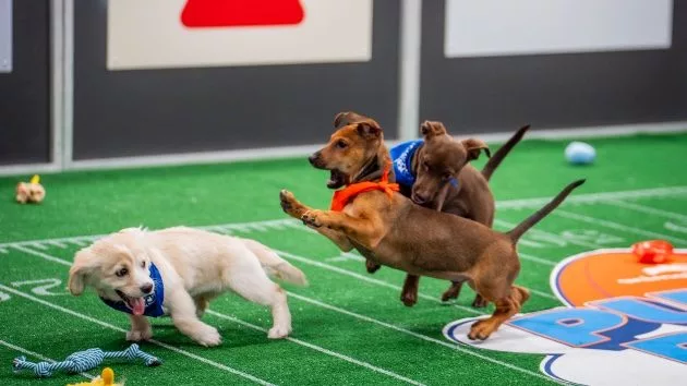 e_puppybowl_020625831450