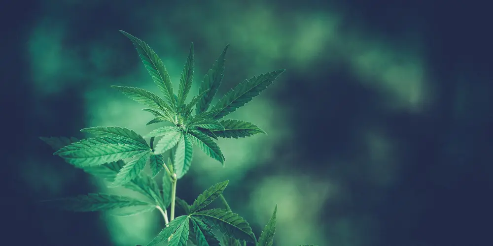 brazos-news-image-cannabis-leaves