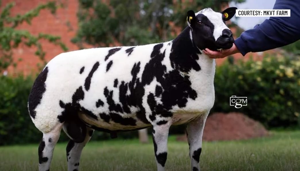 qiuftmjg3jb4niupaahlglu6cm609458