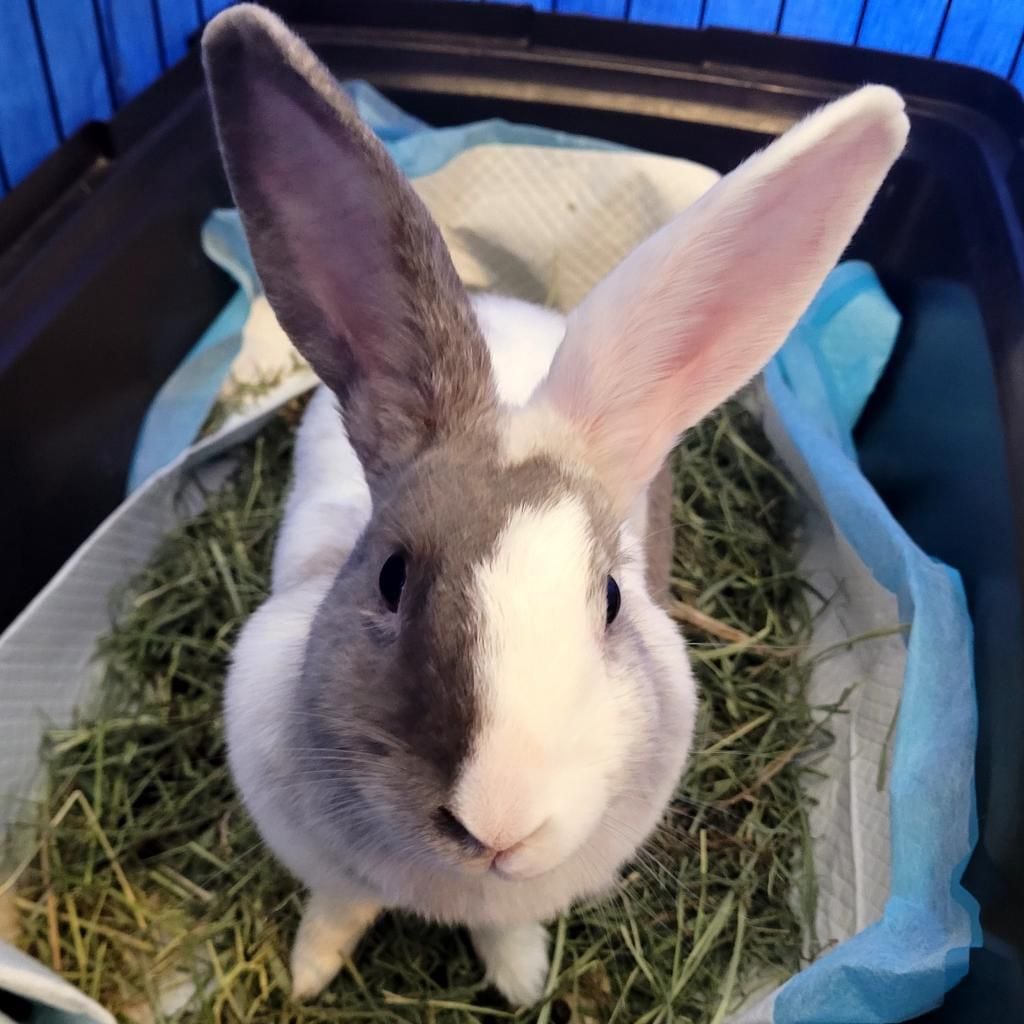 43ontyny4bgppe5c7aav74u3b4726986