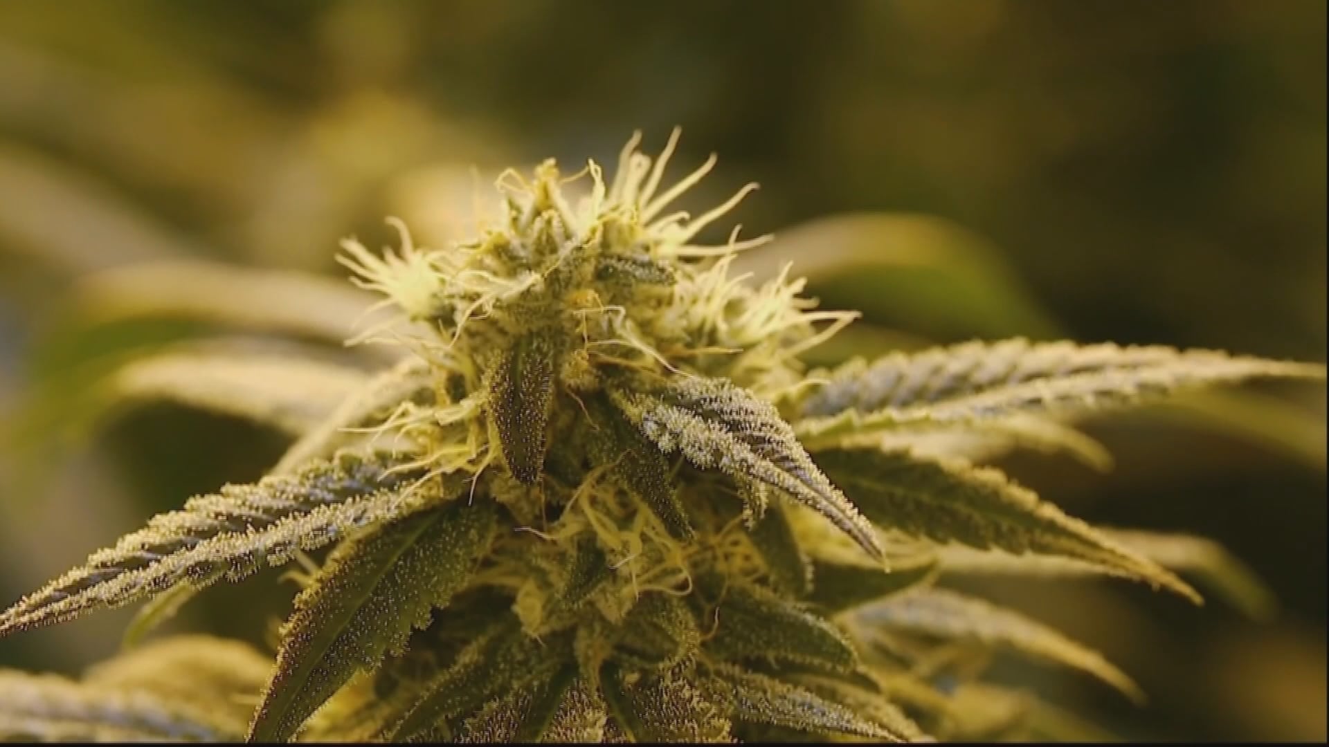 Rutland Development Review Board hears appeal over cannabis grow site