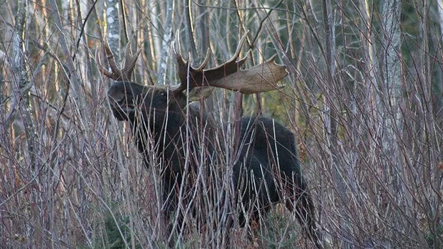 Vt. regulators approve lottery for 180 moose permits | 92.1 WVTK