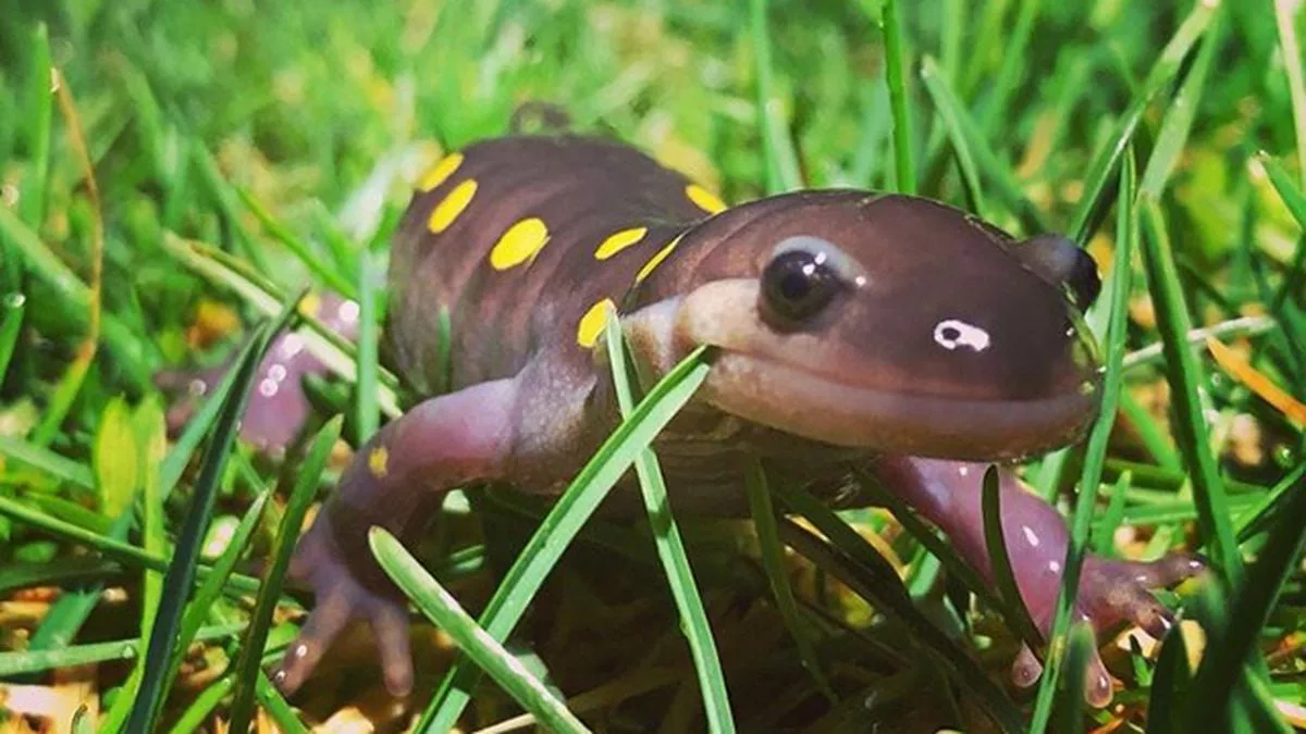 Wildlife Watch: Monitoring Vermont's Amphibians 