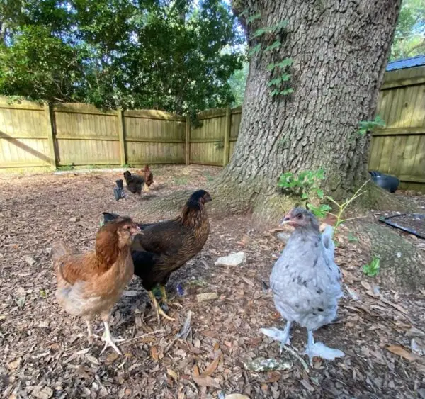 223c27cc91f45154145bd4f4f0d5d17ce1a4b6e3c4759b5228834794d0bd14c3305f4249c291f0f4188de4cfcd0246c39203c25c9843d9746aa35f165d577cbc-600x600737325-1