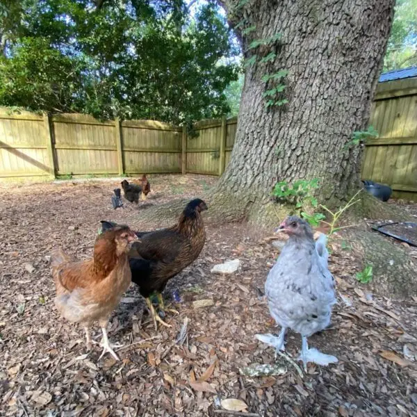 223c27cc91f45154145bd4f4f0d5d17ce1a4b6e3c4759b5228834794d0bd14c3305f4249c291f0f4188de4cfcd0246c39203c25c9843d9746aa35f165d577cbc-600x600737325-1