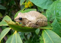 frog-2