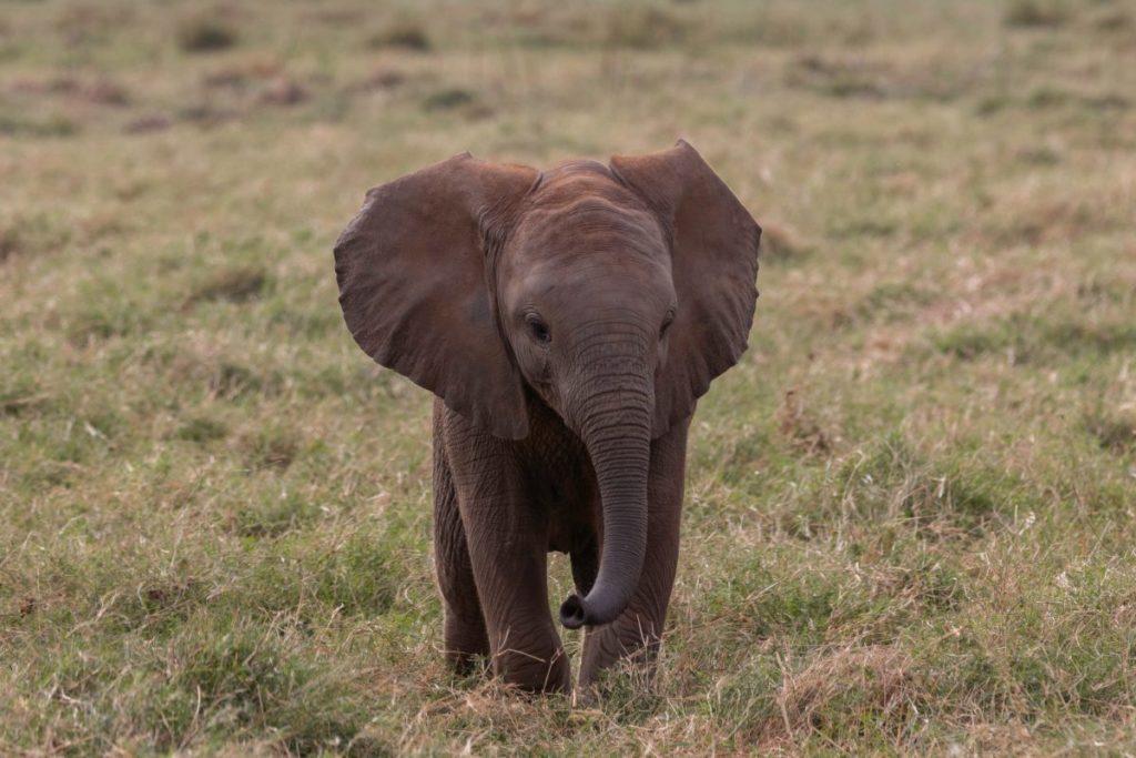 And Now: A Baby Elephant To Make You Smile - Vimarsana News