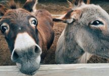 donkey