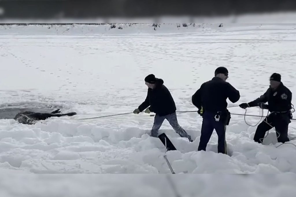 Alaskan Neighbors and Troopers Team Up to Rescue Moose From Icy River - Vimarsana News