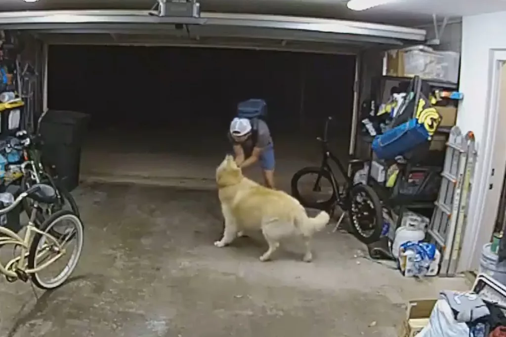 Burglar Takes Break From Burglaring to Pet Family Dog 95.1 KSKY