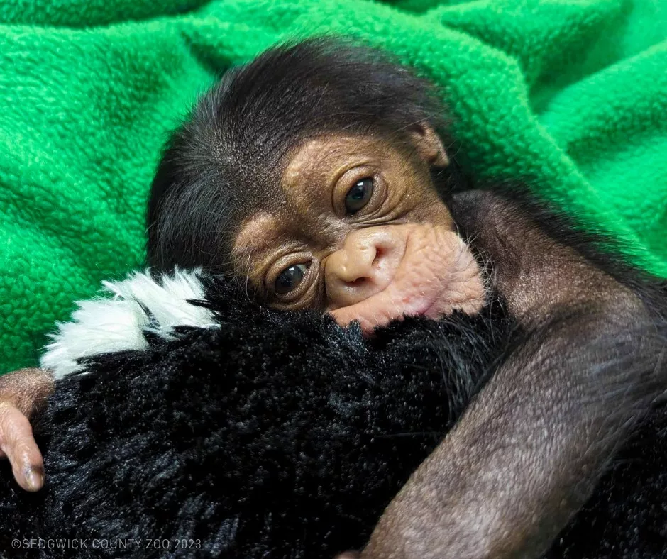 zoo-chimpanzee-jpg