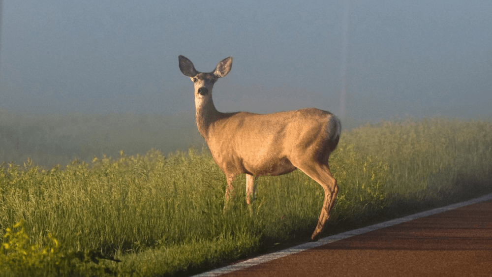 deer-in-the-road-png