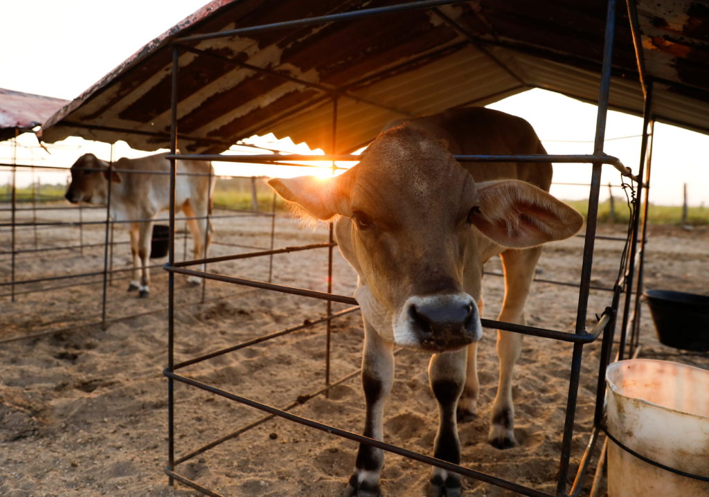 Kansas Dept Of Agricultures Critical Announcement Two Horses Test Positive For Viruses - 7mmej61