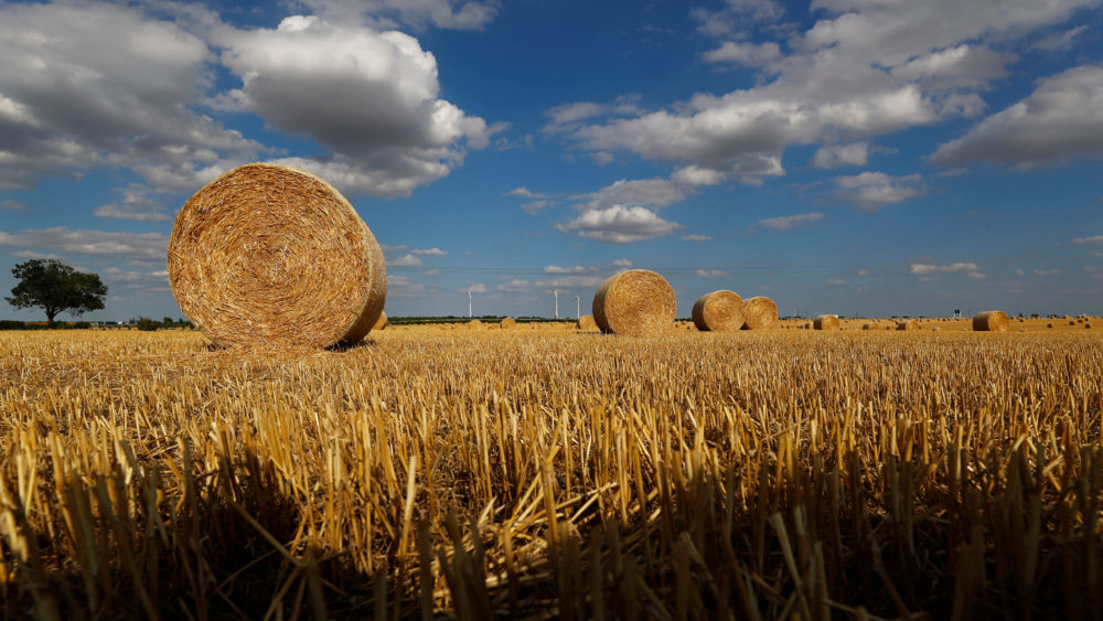harvested-wheat-is-seen-on-a-field-in-zeitz