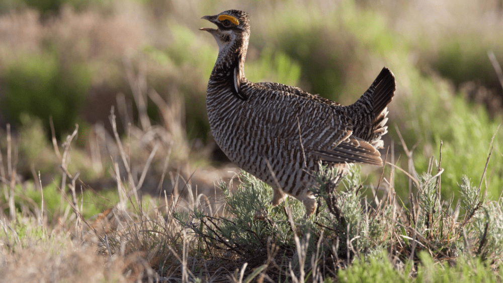 lesser-prairie-chicken