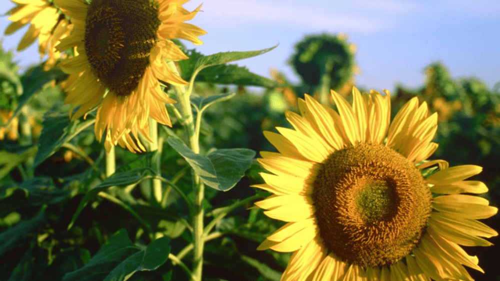 kansas-sunflowers