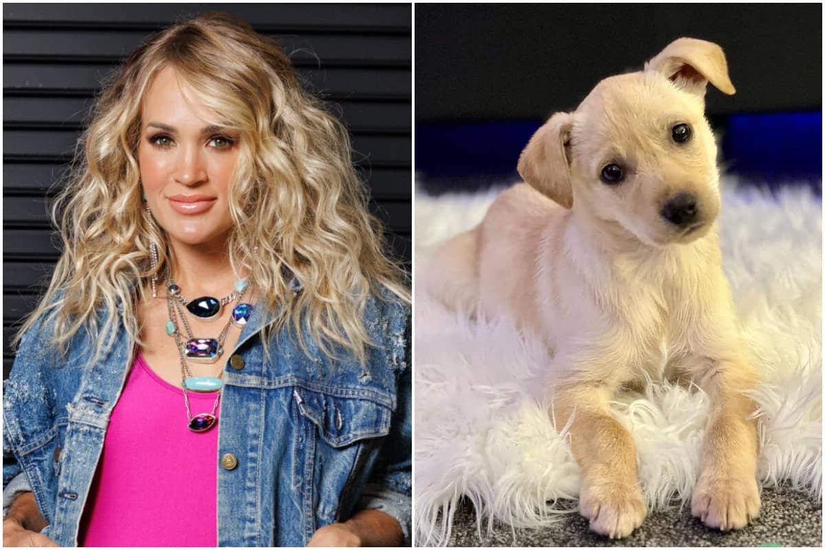 carrie-underwood-new-puppy-1