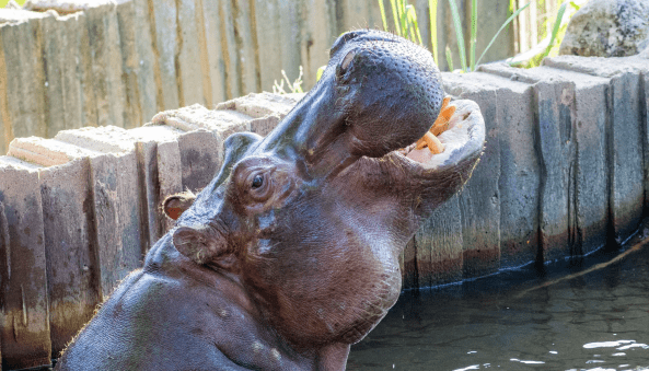 Sedgwick County Zoo’s hippo passes away at 50