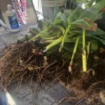 patricia-separating-canna-bulbs-and-planting