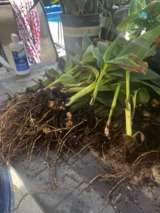 patricia-separating-canna-bulbs-and-planting