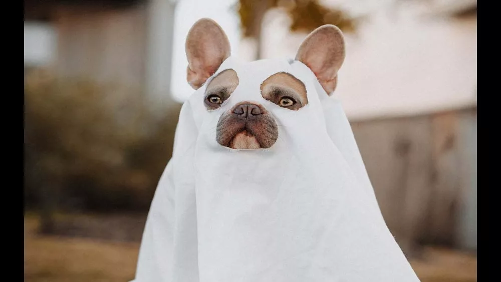 easy-dog-halloween-costumes