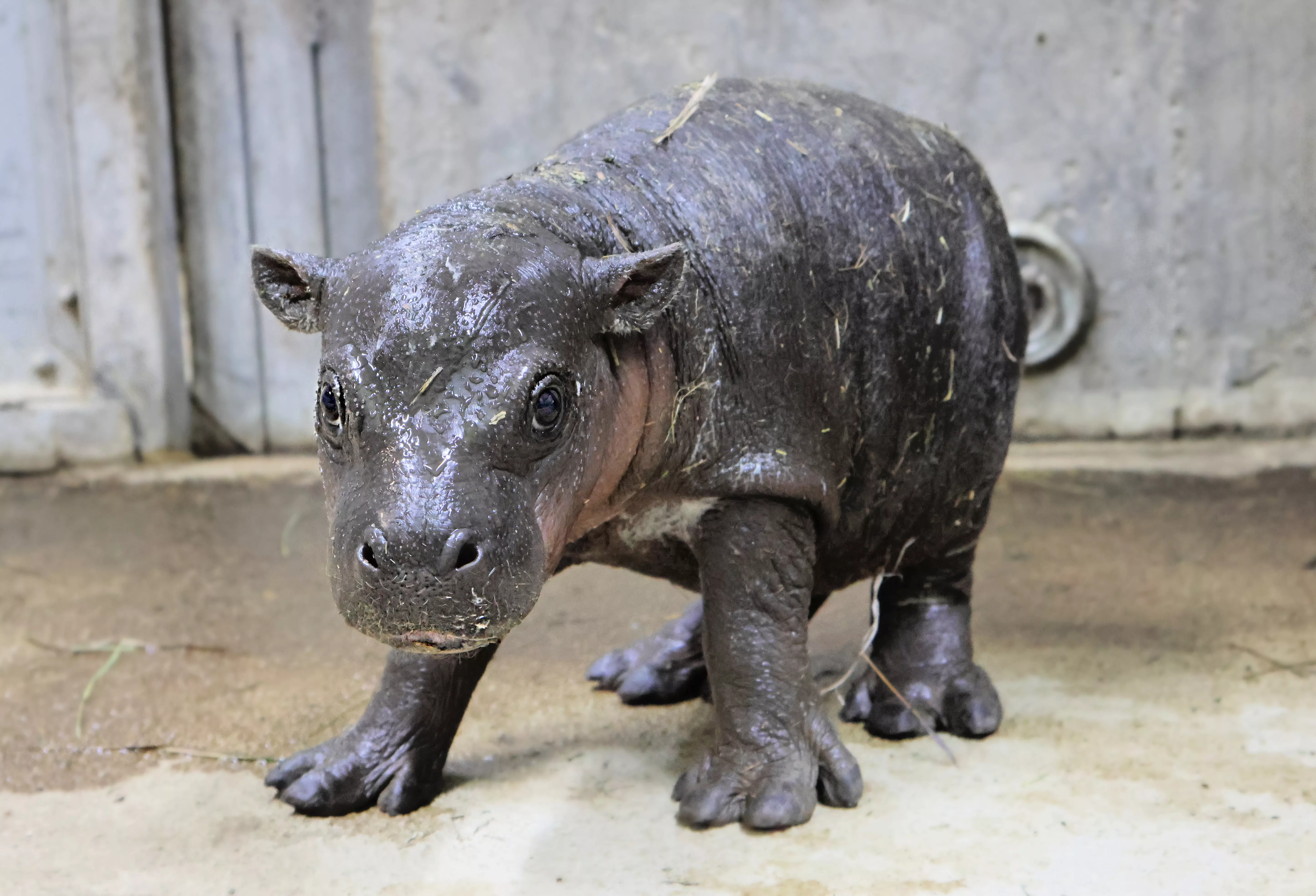 baby-hippo