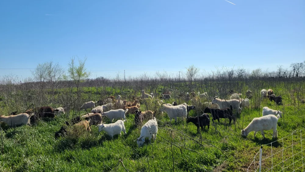 newton-goats