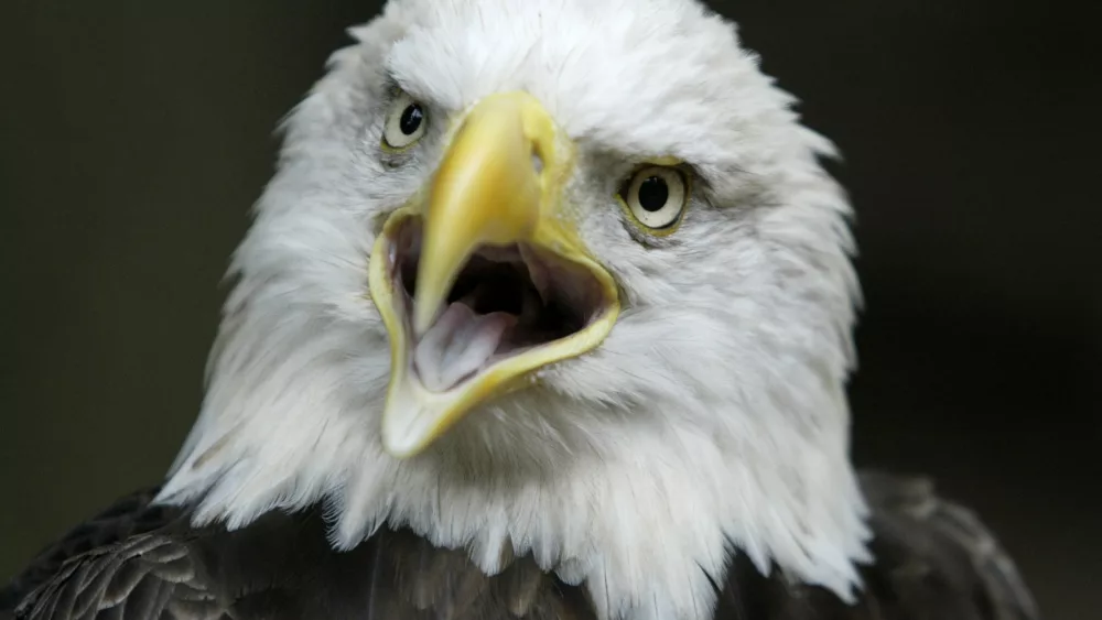 challenger-an-american-bald-eagle-screeches-at-washington-nationalzoo