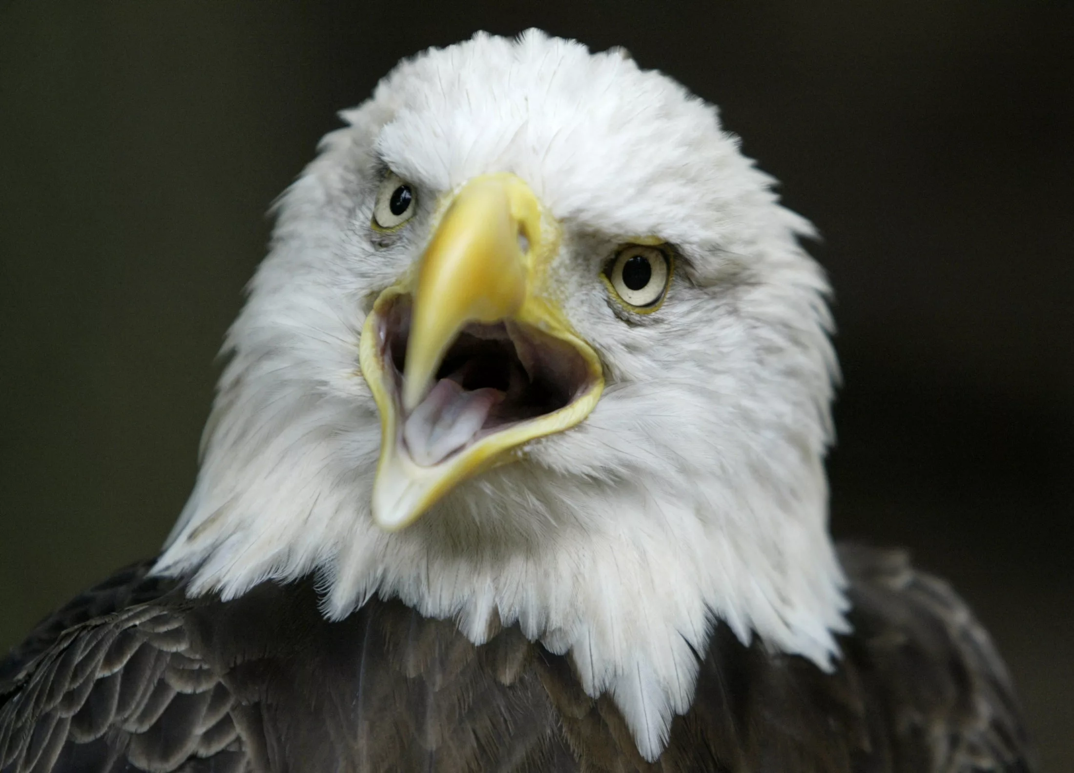 challenger-an-american-bald-eagle-screeches-at-washington-nationalzoo