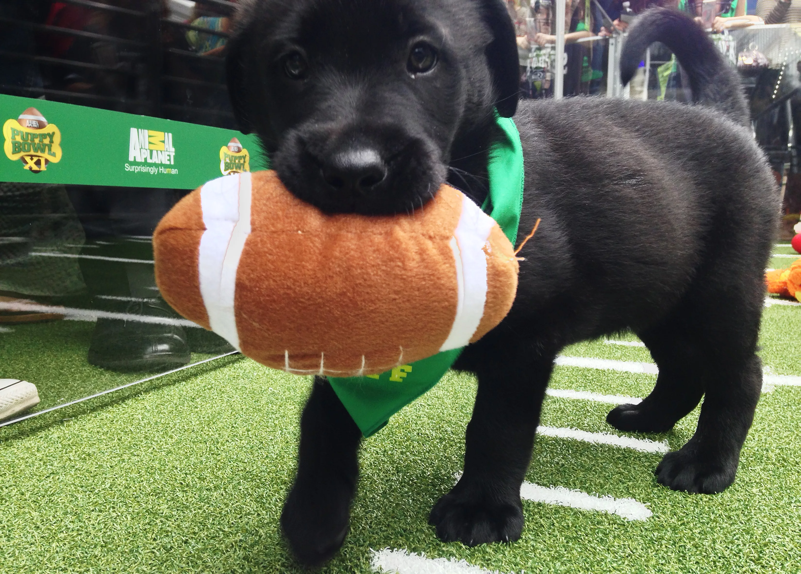 a-puppy-holds-onto-a-plush-football-at-the-puppy-bowl-in-phoenix