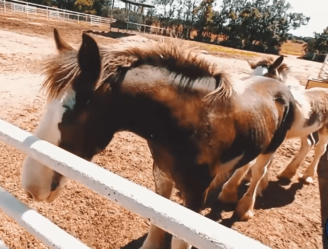 wpd-clydesdale