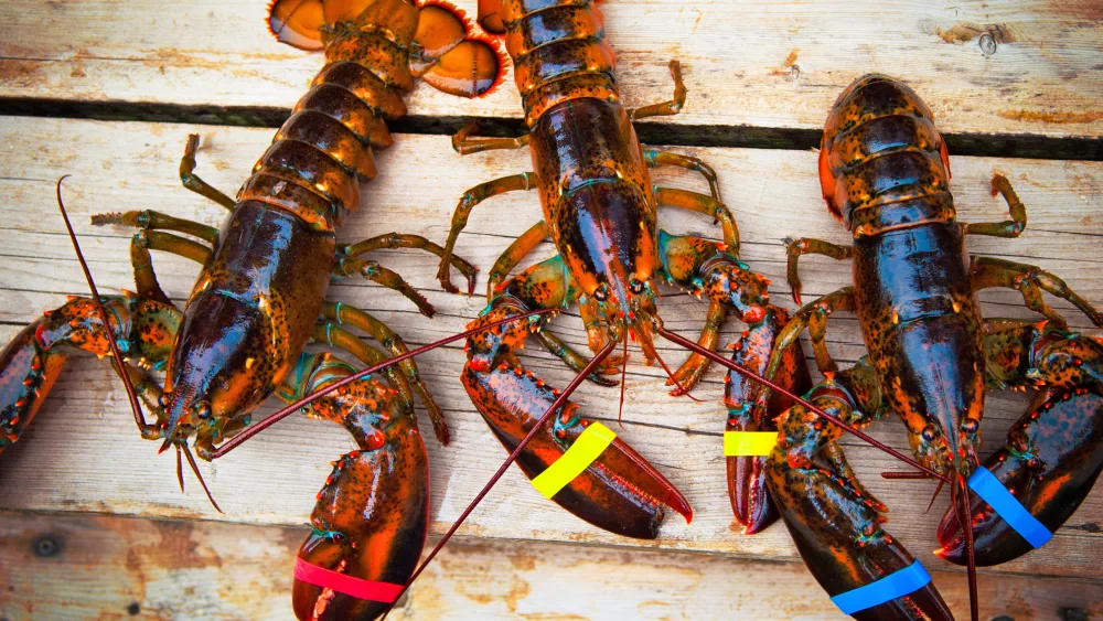 three-lobsters