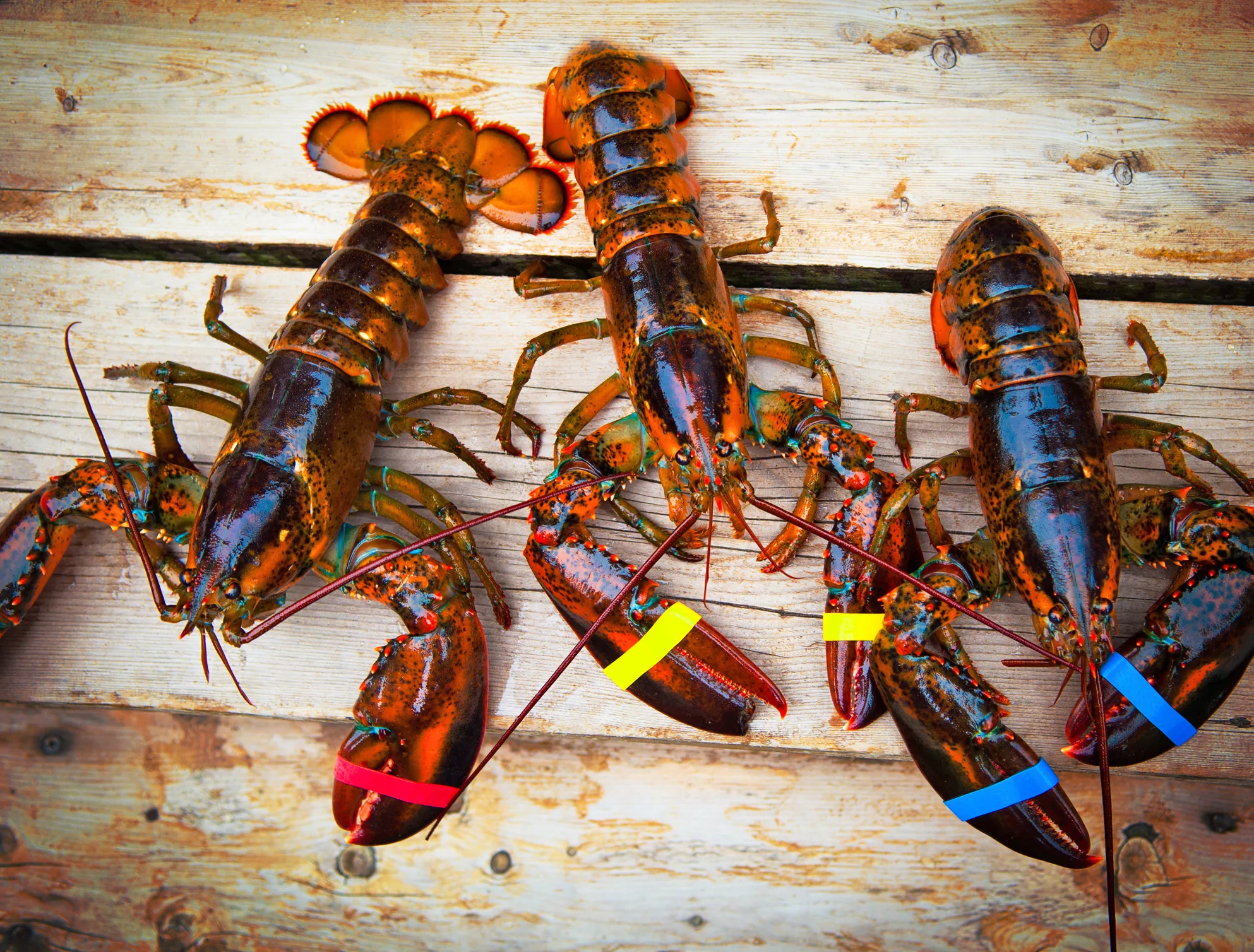 three-lobsters