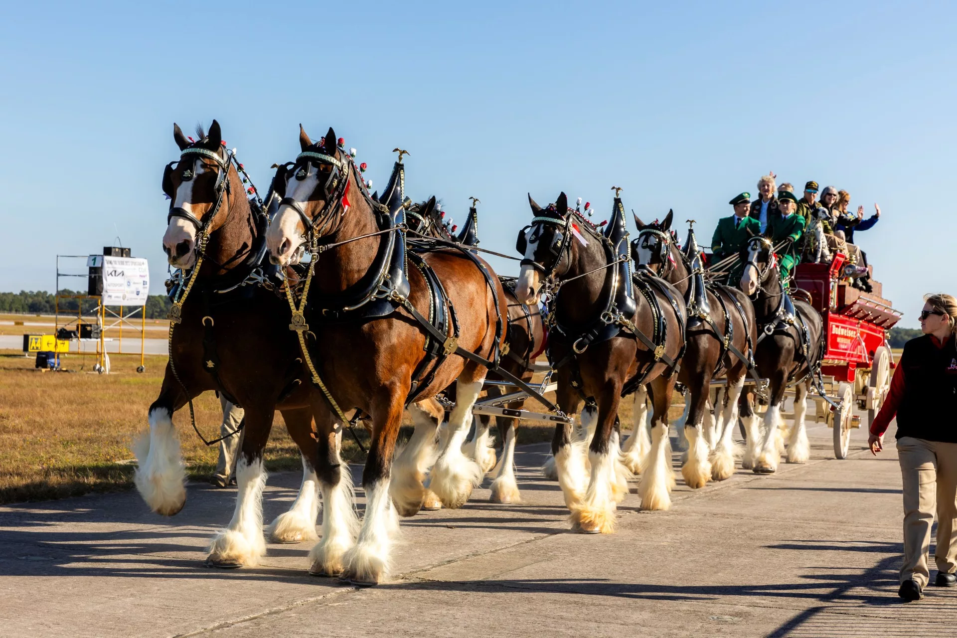 clydesdales