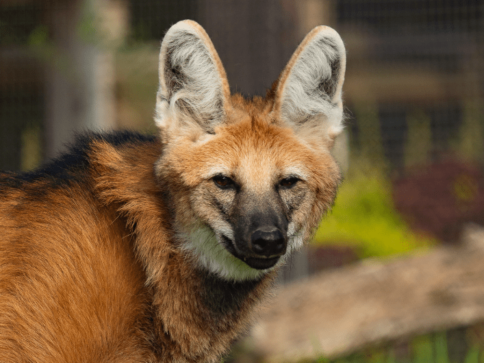 Sedgwick County Zoo welcomes new wolf | 101.3 KFDI