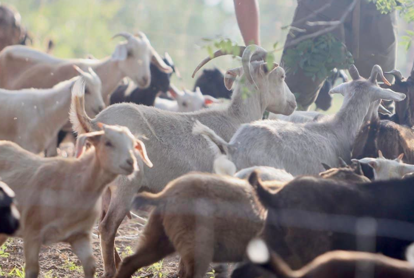 wichita-park-goats