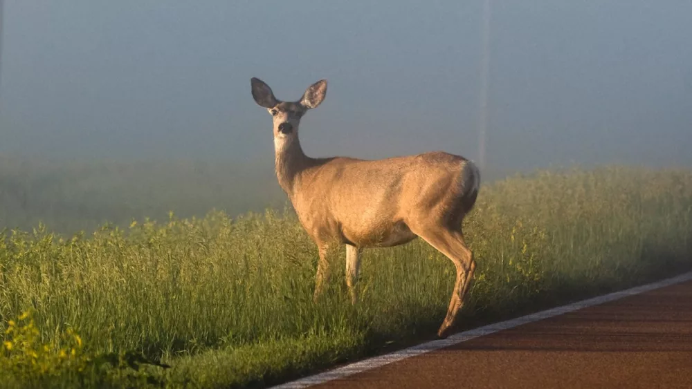 deer-in-the-road-2