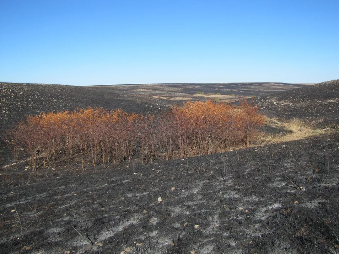 tallgrass-prescribed-burn