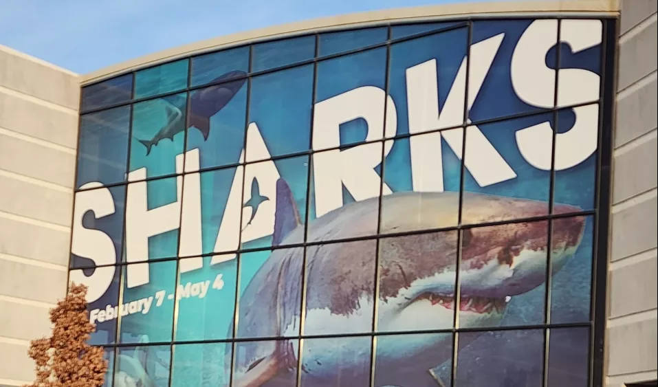 exp-place-shark-exhibit